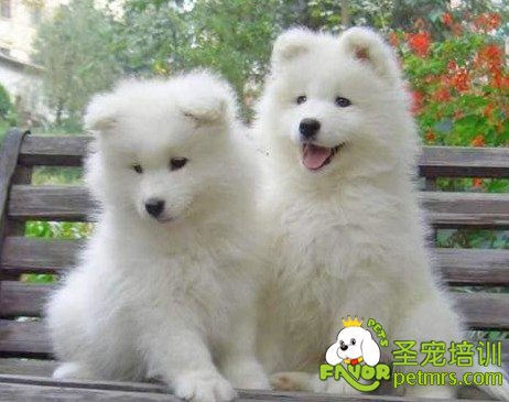 可愛(ài)的狗狗