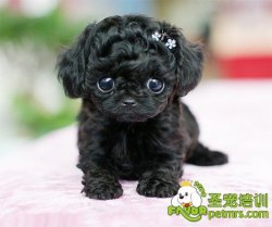 可愛(ài)狗狗