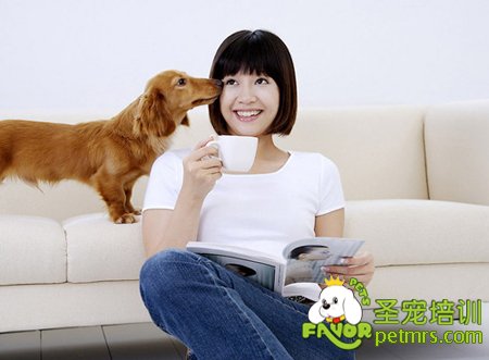 狗狗舔人