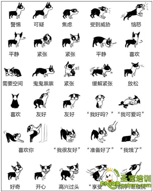 狗狗身體語(yǔ)言