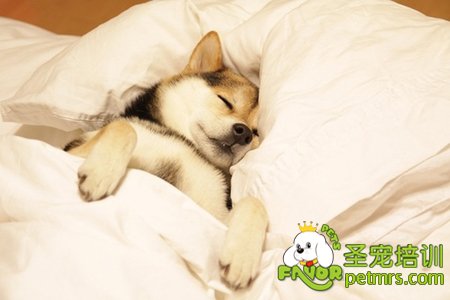狗狗睡覺