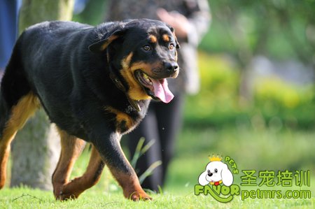 羅威納犬