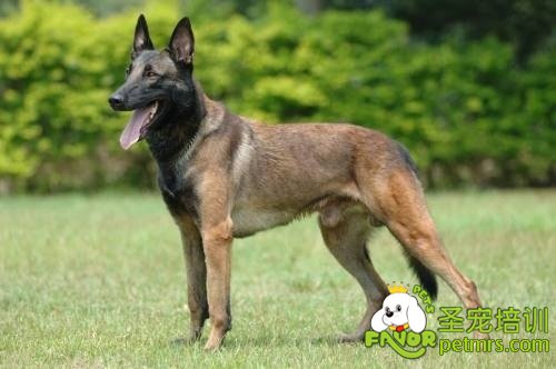 馬里努阿犬