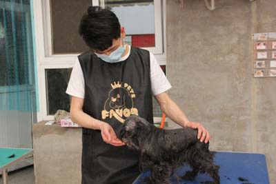 寵物美容師