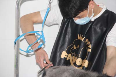 貴賓犬美容
