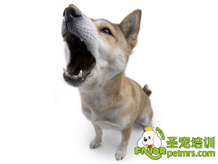 狗狗吠叫