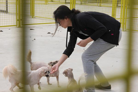 圣寵寵物學員喂養流浪狗孤兒們