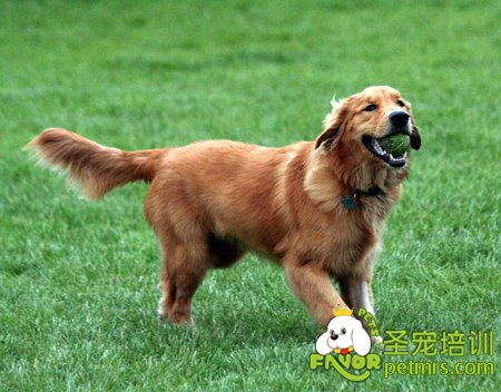 金毛犬