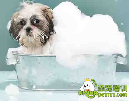 狗狗洗澡