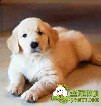 可愛狗狗
