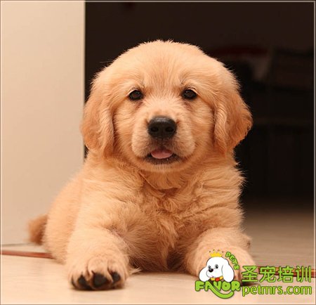 金毛犬