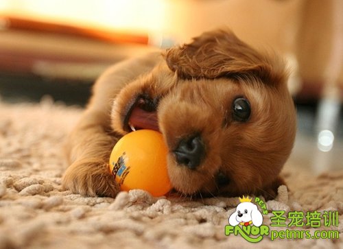 金毛犬