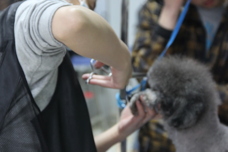 學員正在進行貴賓犬練習