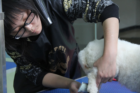 貴賓犬修剪課堂