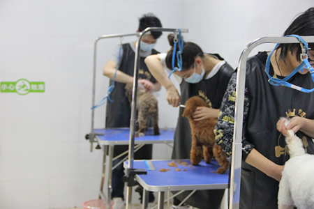 貴賓犬修剪課堂