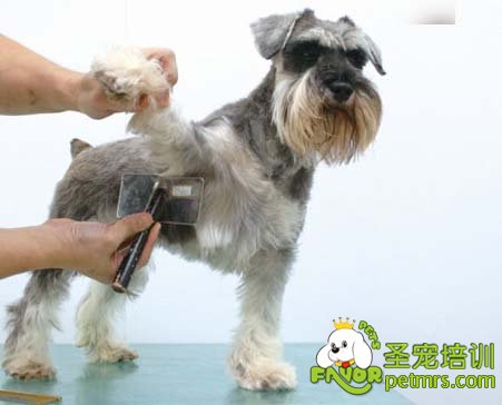 可愛狗狗