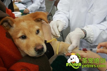 可愛狗狗