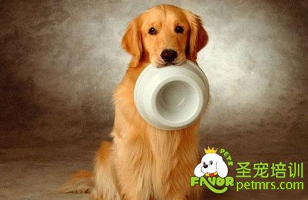 狗狗吃飯
