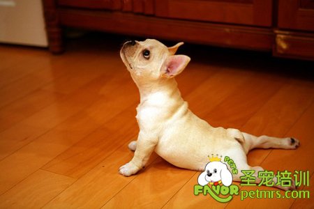 吉娃娃