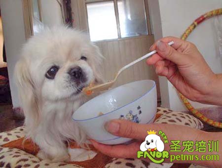 狗狗吃飯