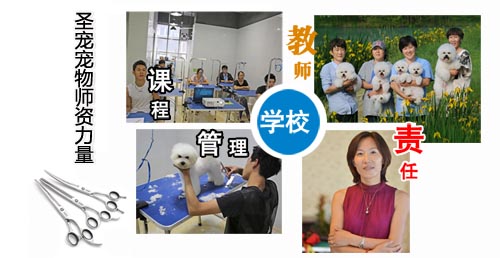 圣寵寵物師資