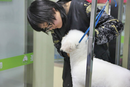 比熊犬修剪