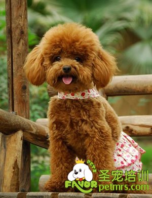 狗狗成犬牙齒和乳牙有什么區別