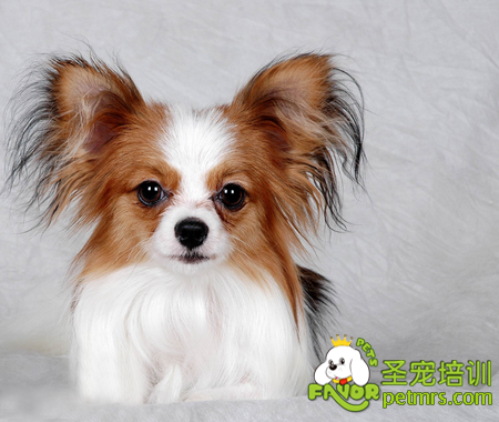 蝴蝶犬