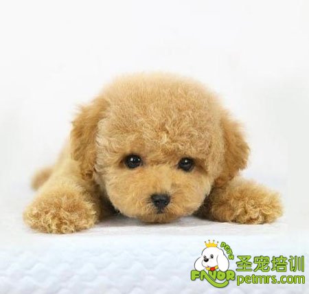 泰迪犬