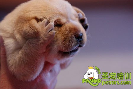 超萌的狗狗
