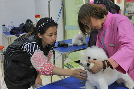 比熊犬修剪講解課程