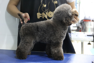 貴賓犬美容作品