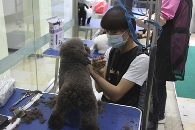 貴賓犬美容