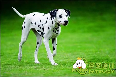 大麥町犬