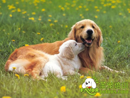 金毛犬