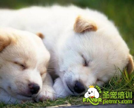 狗狗生病了