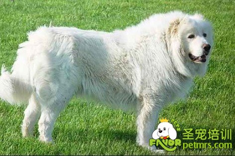 大型犬飼養(yǎng)注意事項(xiàng)