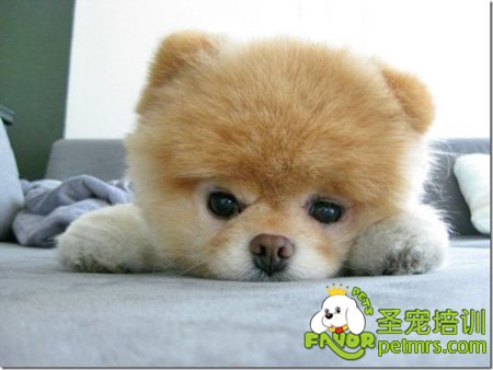 博美犬