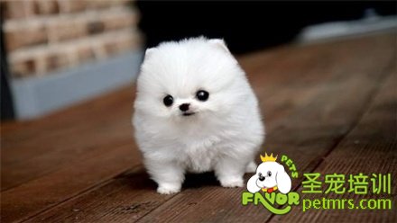 小型犬