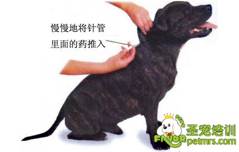 狗狗打疫苗