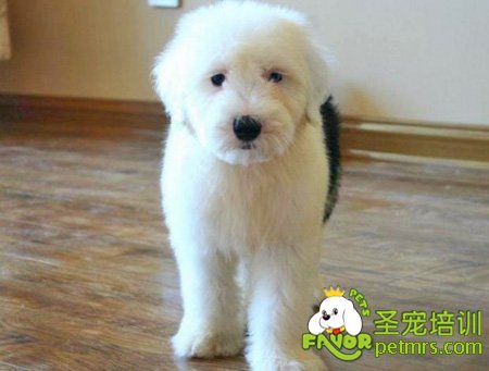 古代牧羊犬
