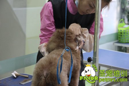 寵物美容修剪