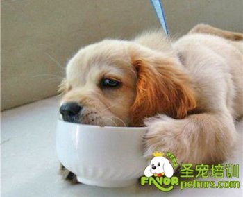 可愛(ài)狗狗
