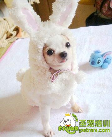 吉娃娃犬