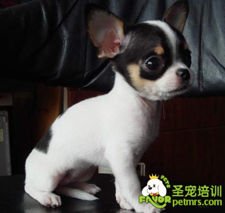 吉娃娃犬