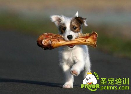 狗狗吃骨頭