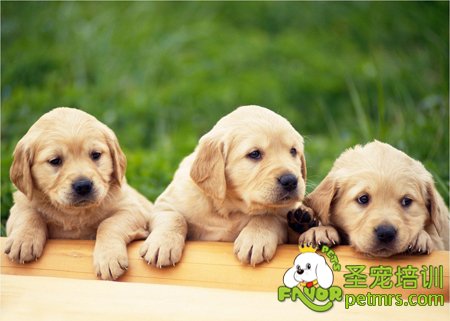 金毛犬