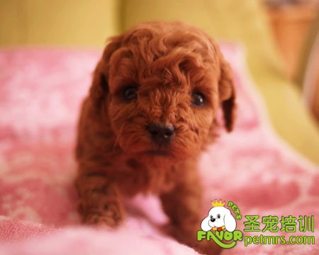 可愛狗狗