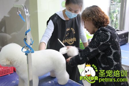 金老師在給學員講解比熊犬修剪手法