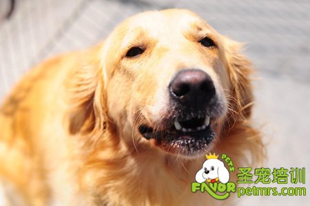 金毛犬